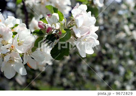 Apple blossom branch close-up Apple blossom branch close-up 9672829