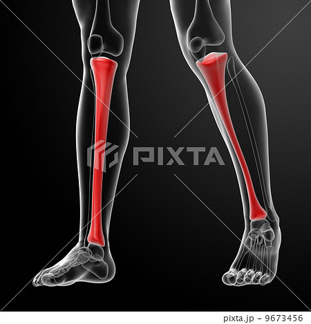 3d render illustration tibia - front viewのイラスト素材 [9673456] - PIXTA