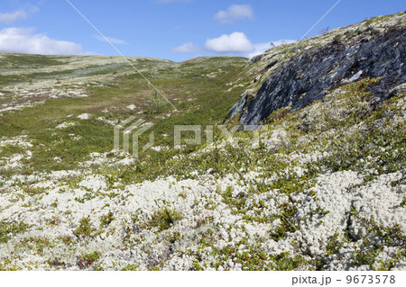 Reindeer lichen (Norway) Reindeer lichen (Norway) 9673578