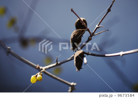 虫袋 虫袋 9673584