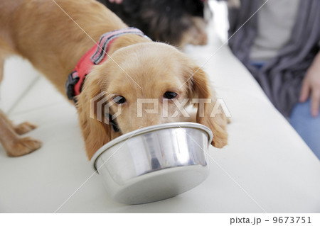 犬 犬 9673751