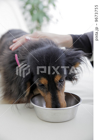 犬のいる生活 9673755