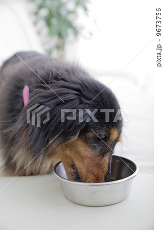 犬のいる生活 9673756