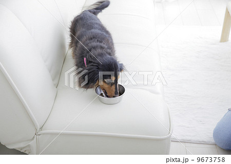 犬のいる生活 犬のいる生活 9673758