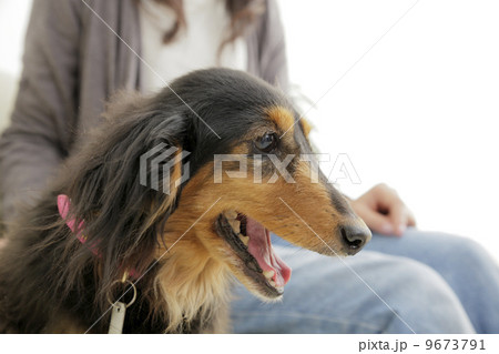 犬のいる生活 9673791