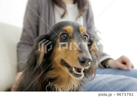 犬のいる生活 9673792