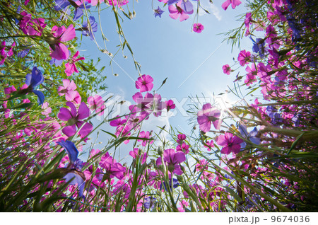 お花畑 お花畑 9674036