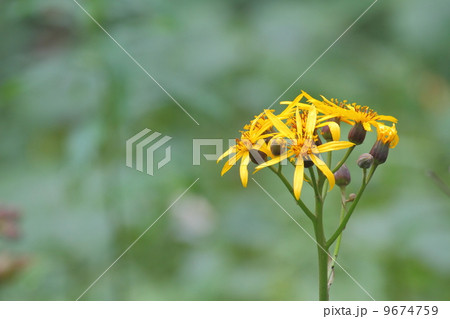 マルバダケブキ マルバダケブキ 9674759