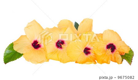 yellow hibiscus flowers border  9675082