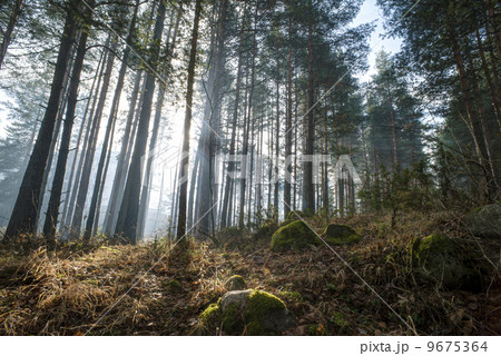 Sunlight through the trees Sunlight through the trees 9675364