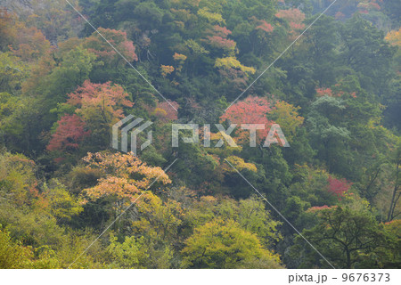 安居渓谷の紅葉 9676373
