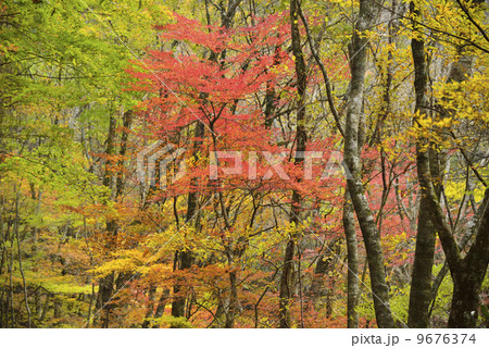 小田深山の紅葉 9676374
