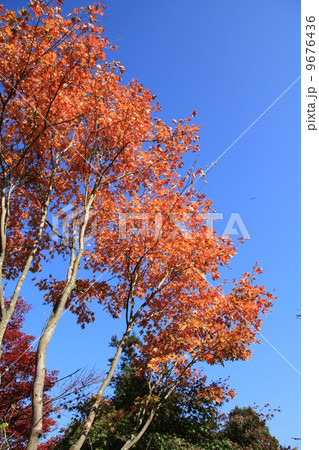 紅葉 9676436