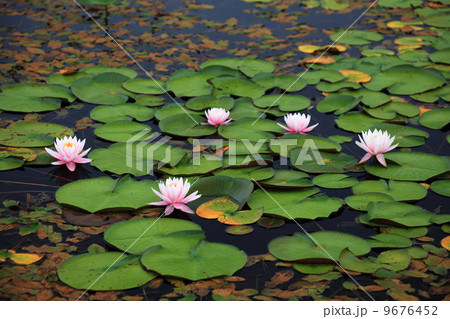 志賀高原蓮池のスイレン 志賀高原蓮池のスイレン 9676452