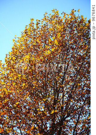 スズカケノキの紅葉 スズカケノキの紅葉 9676841