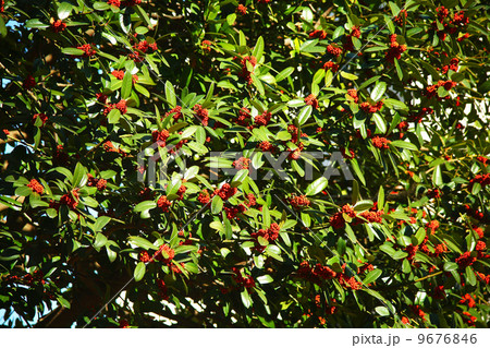 タラヨウの赤い実 タラヨウの赤い実 9676846