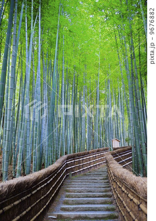 竹林 化野念仏寺 竹林 化野念仏寺 9676882