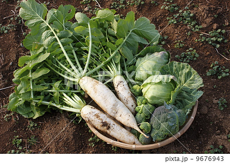 野菜盛り 野菜盛り 9676943