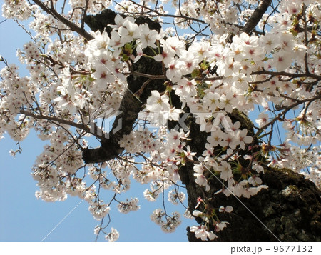 桜 9677132