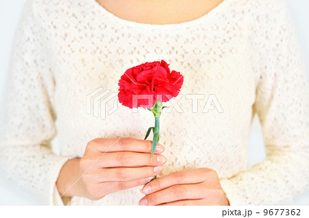 母の日の花、カーネーション。 母の日の花、カーネーション。 9677362