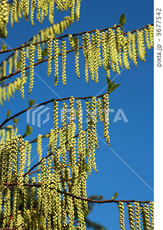 キブシの花 9677542