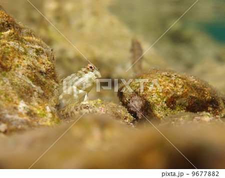 ヤエヤマギンポ 9677882