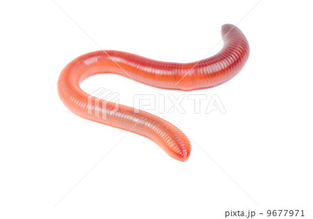 animal earth worm isolated on white background 9677971