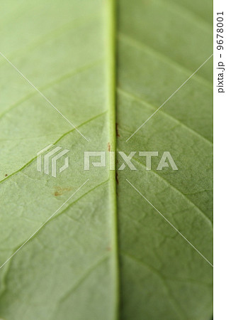 the veins of a leaf the veins of a leaf 9678001