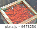 金魚の養殖 9678230