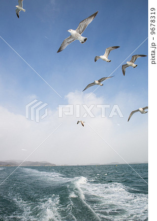 松島のカモメ 9678319