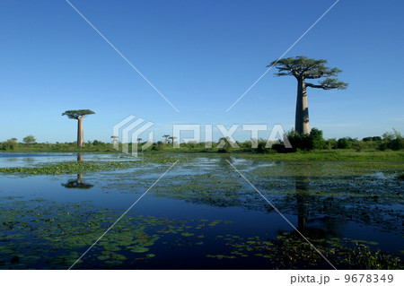 バオバブの木 9678349