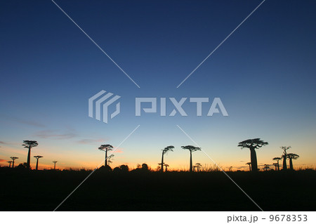 バオバブの木 バオバブの木 9678353