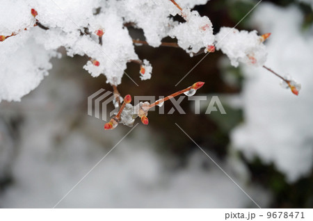 春待ちの雪が積もったドウダンツツジの新芽　岡山県岡山市東区 9678471