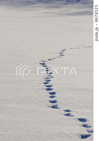 雪の上の足跡 9678525