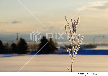 黄金の景色 9678558