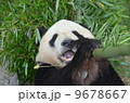 笹を食べるパンダ 9678667
