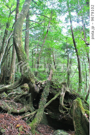 ヤクスギランド 9679102