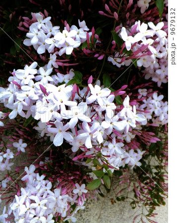 ジャスミンシリーズ 9679132