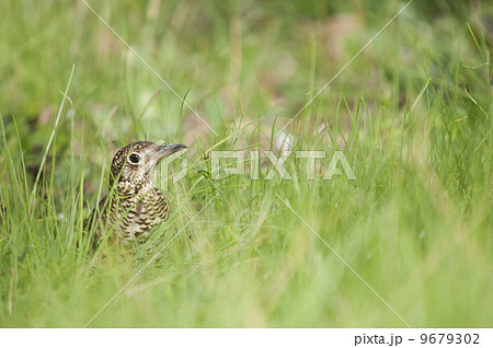 草に隠れるトラツグミ 草に隠れるトラツグミ 9679302