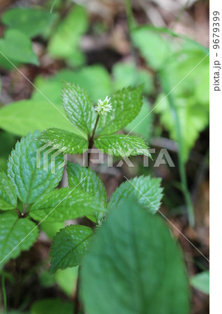 ヒトリシズカ ヒトリシズカ 9679399