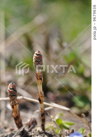 伸びるよ 伸びるよ 9679636