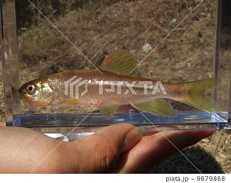 手の上の川魚 手の上の川魚 9679868