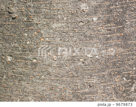 ケヤキの木 9679873