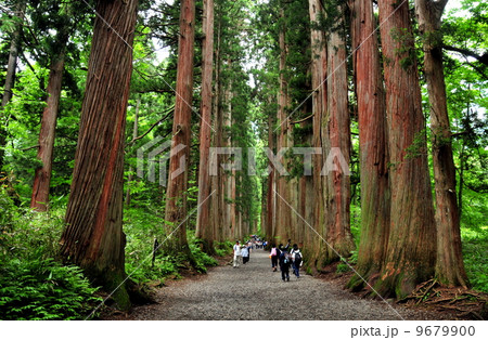 長野県 妙高戸隠連山国立公園 戸隠神社 奥社の杉並木 長野県 妙高戸隠連山国立公園 戸隠神社 奥社の杉並木 9679900