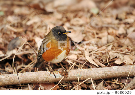 アカハラ アカハラ 9680029