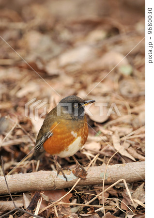 アカハラ 9680030