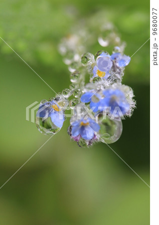 ワスレナグサ 9680077