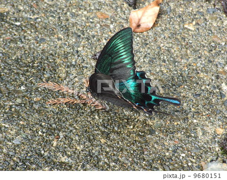 ミヤマカラスアゲハ 9680151