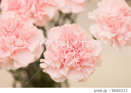 カーネーション カーネーション 9680221