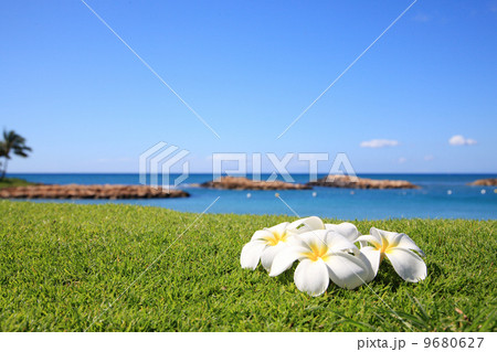 プルメリアと海 プルメリアと海 9680627